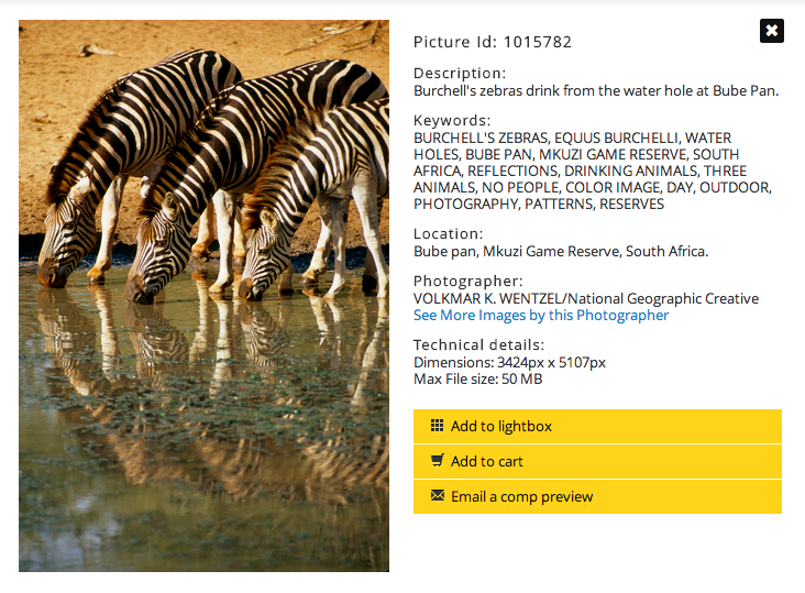 tante zebre