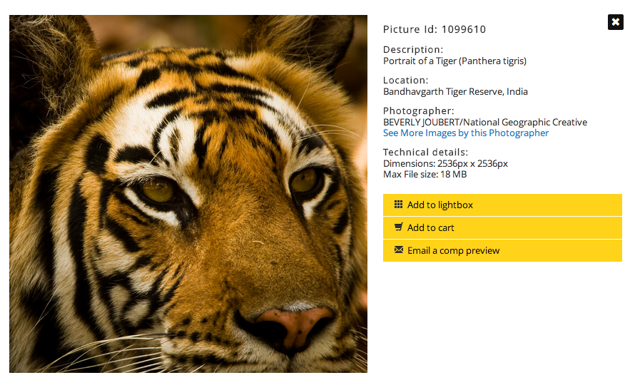 tigre