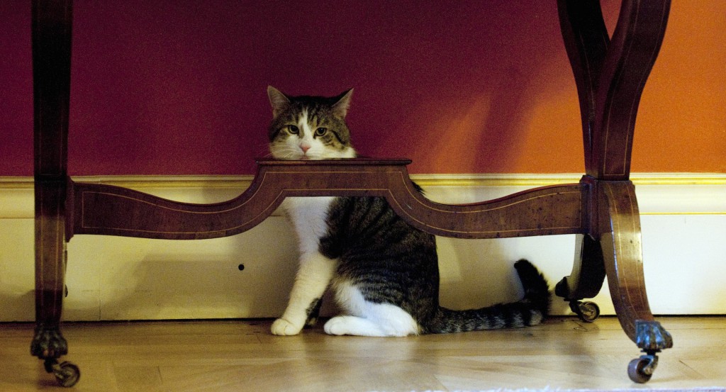 Larry The New Downing Street Cat Arrives At His New Home