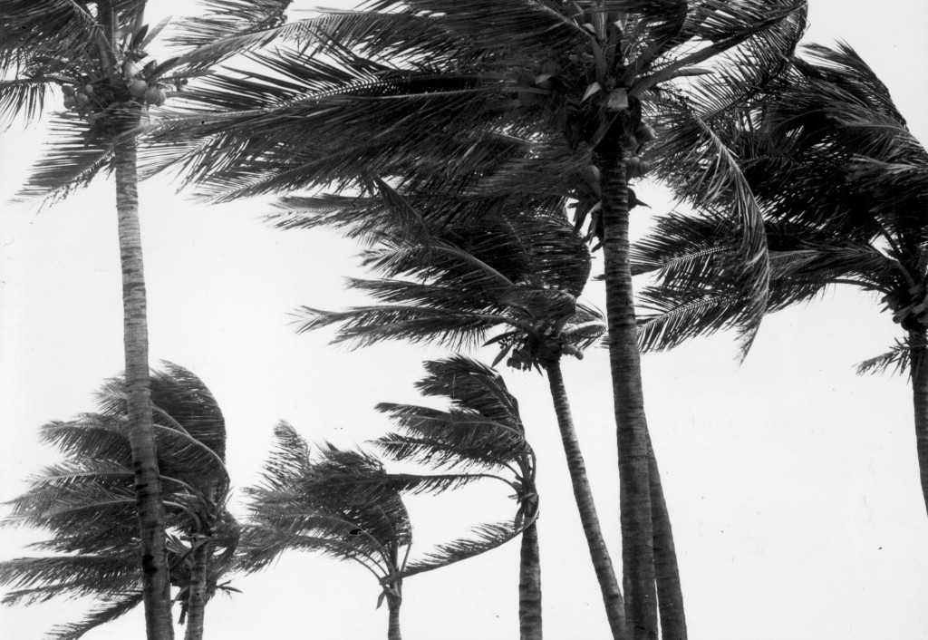 Florida Flora