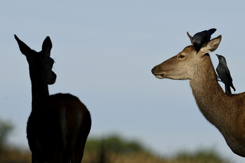 San Francesco amava tutti gli animali, ma questi sono molto belli