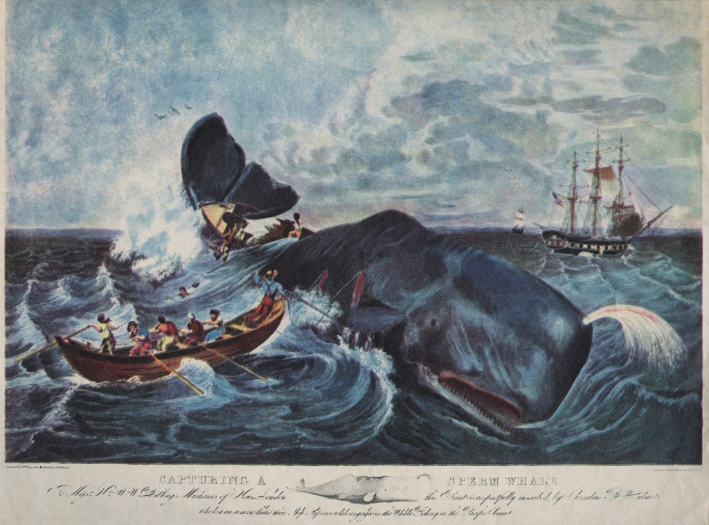 Capturing A Sperm Whale