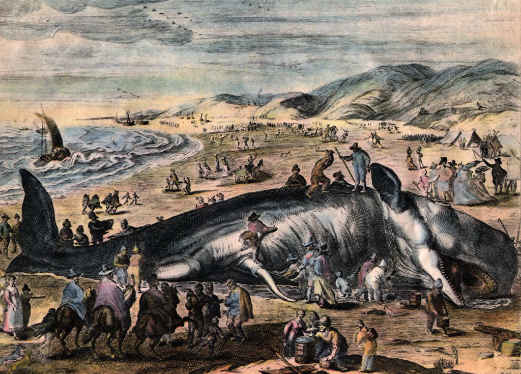 Stranded Whale