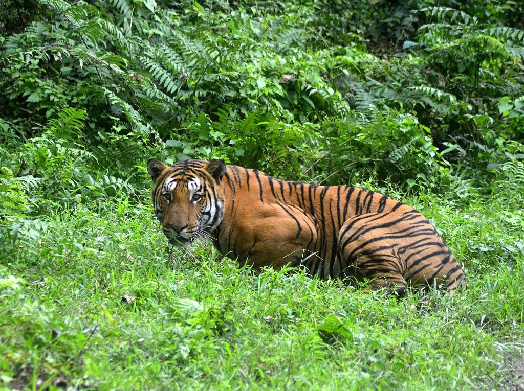 tigre shere khan