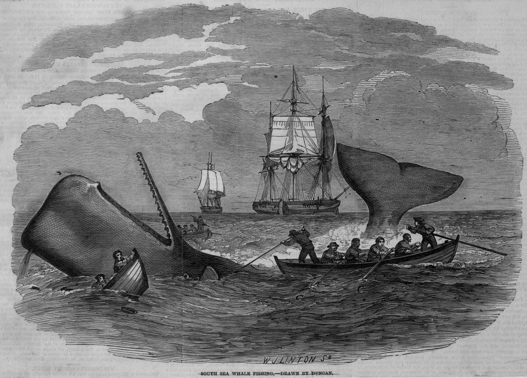 Whale Hunting