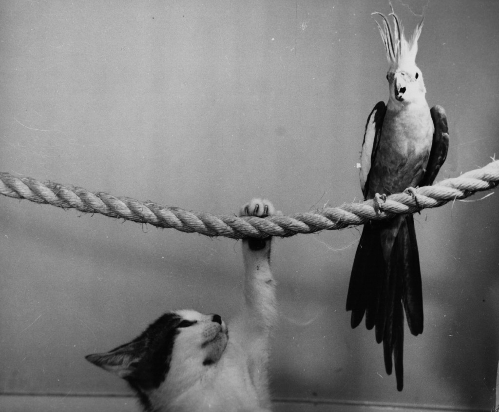 Birds And Beasts