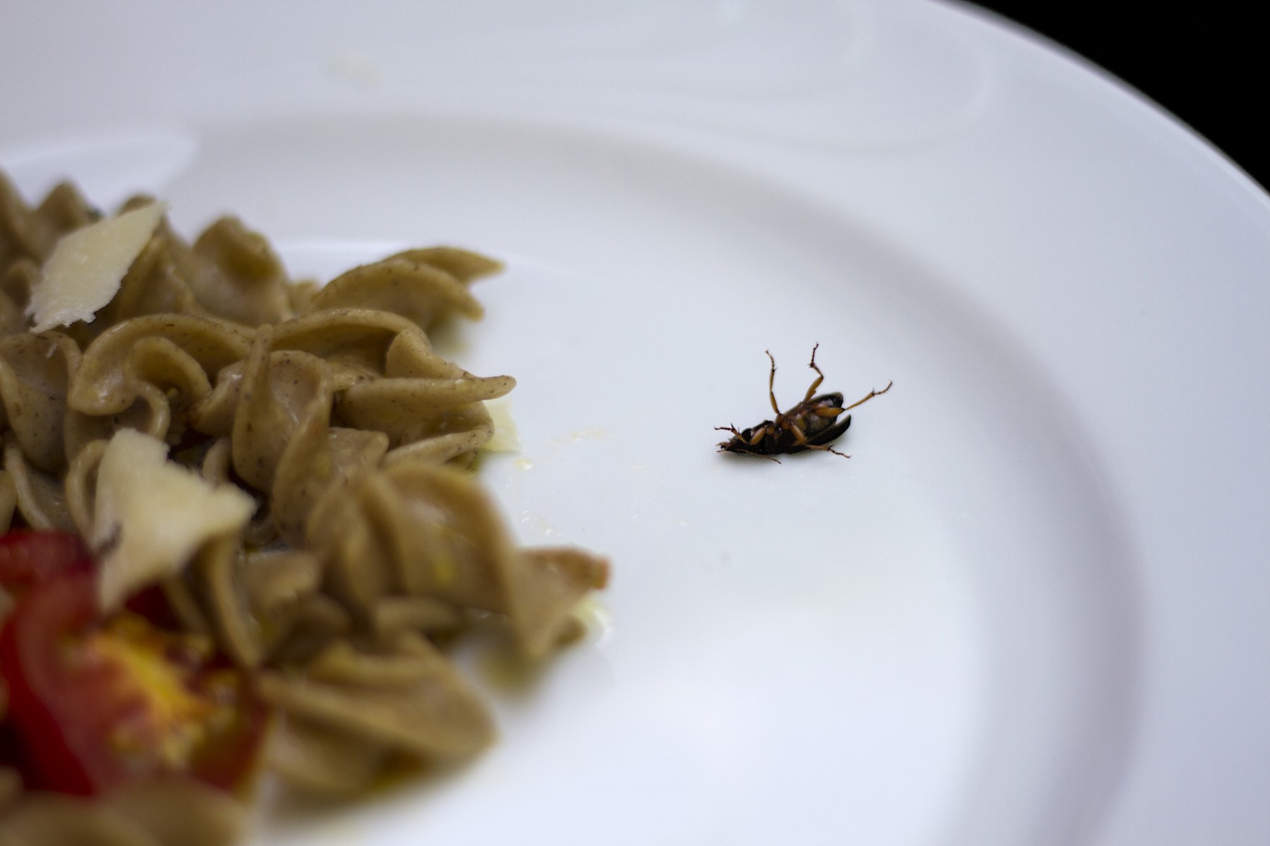insetti in cucina