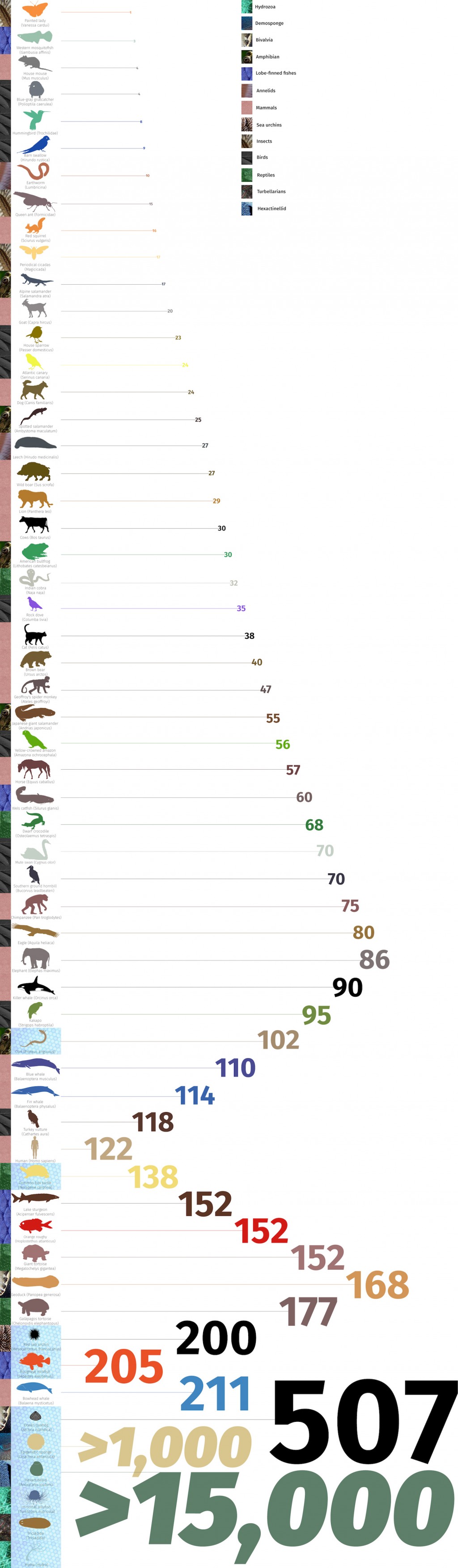 aspettativa vita animali
