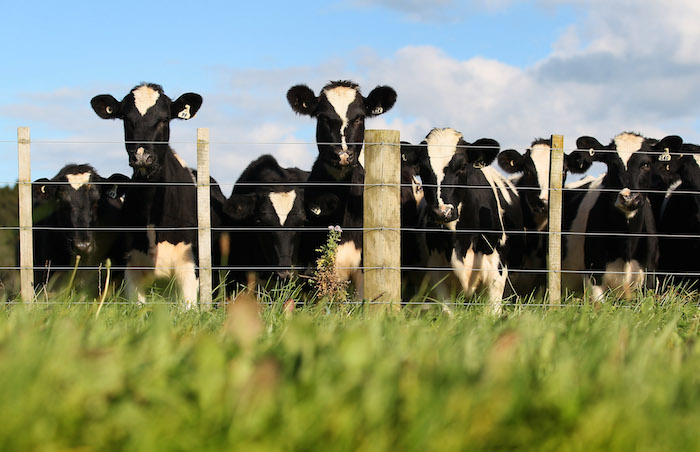 Dairy Farming In Waikato
