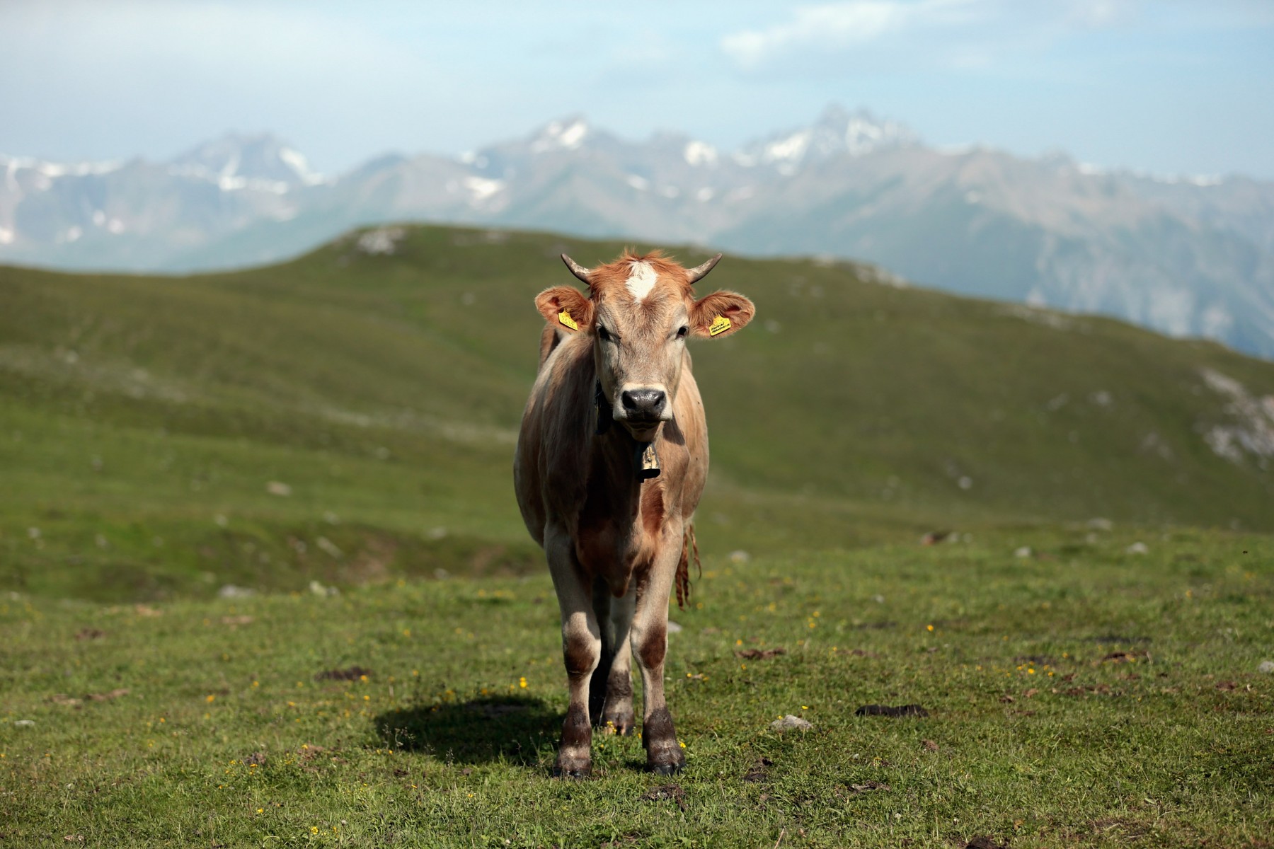 Alto Adige Sudtirolo