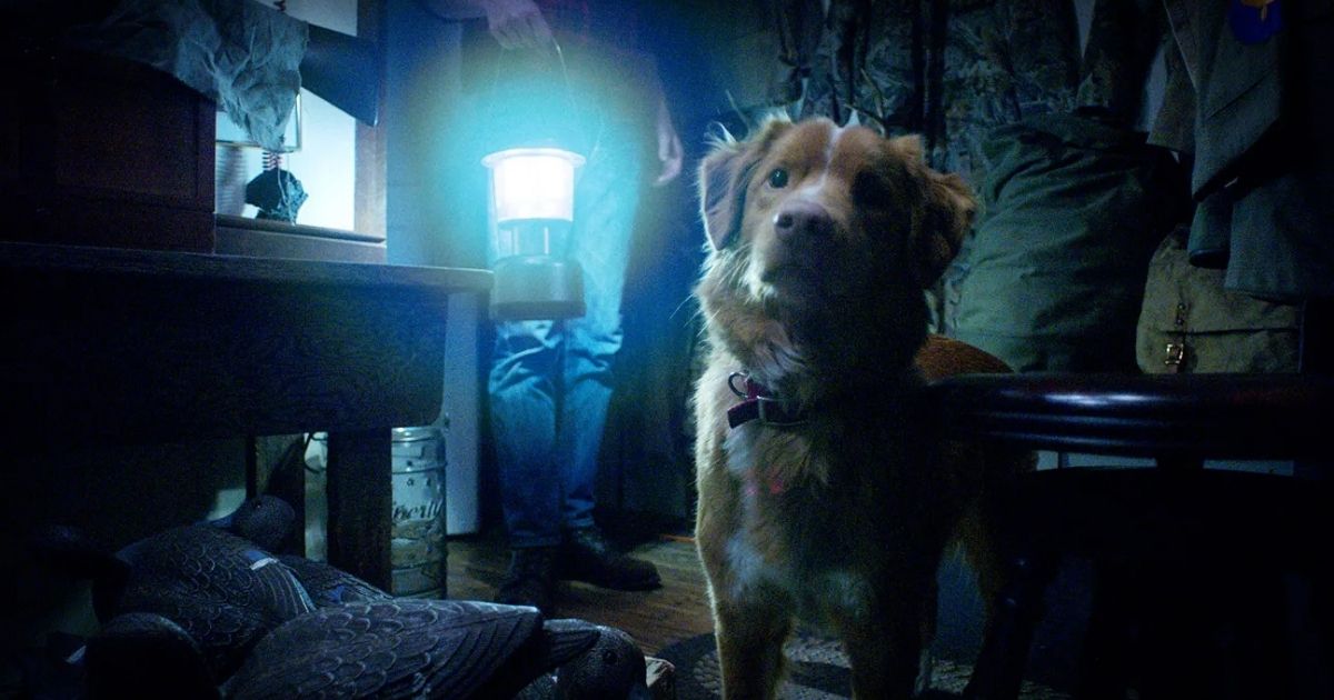 È uscito il primo trailer di Good Boy, l'horror raccontato dal punto di ...